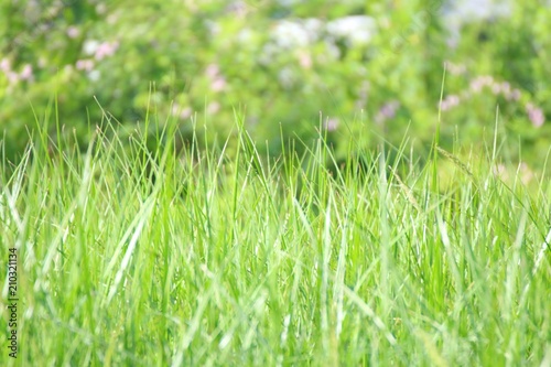 Blurred grass green background natural
