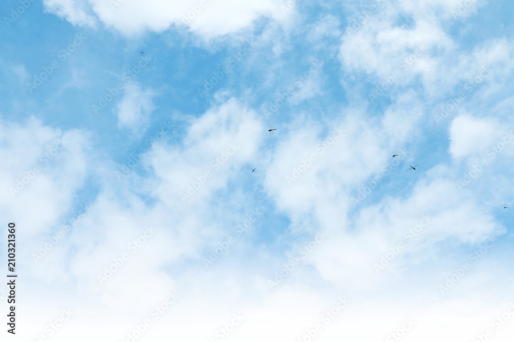 Dragonflies flying on Beautiful clear sky Background