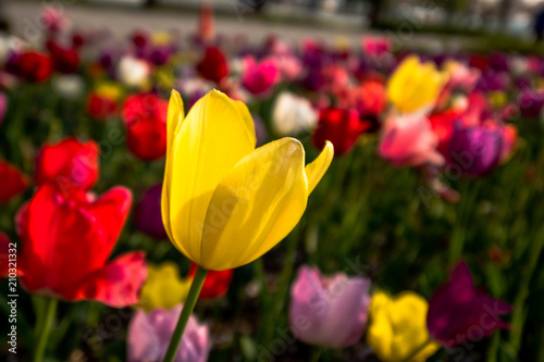 Tulips in Odaiba
