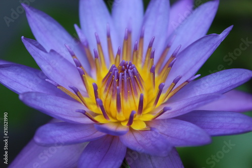 close-up of purple lotus