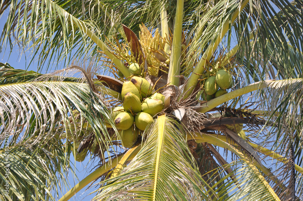 Fototapeta premium Palm tree, travel and vacation