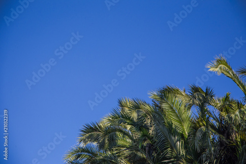 Palm Tree Sky Background