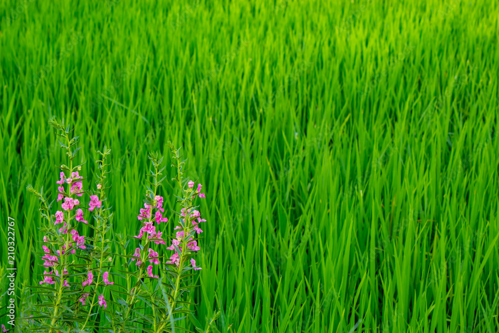 Angelonia goyazensis Benth On the rice field. Angelonia goyazensis Benth On the rice field.