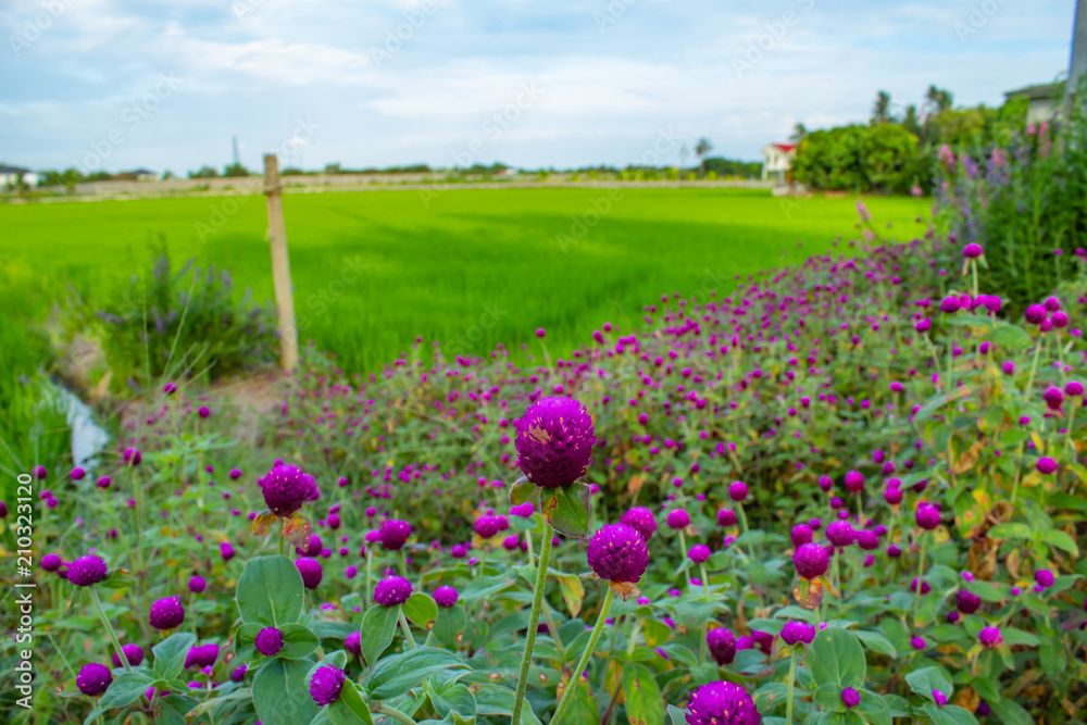 Gomphrena globosa On the rice field. Gomphrena globosa On the rice field.