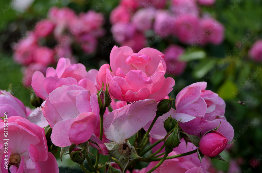 Roses in the garden.