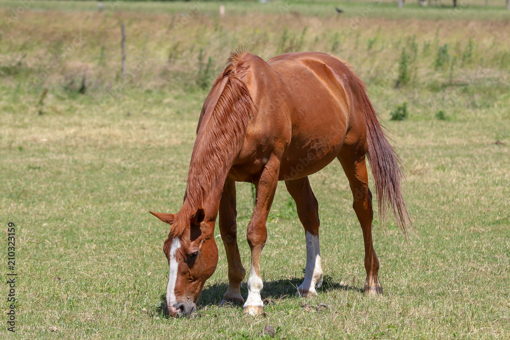 Fototapeta premium A horse in a wilderness in the countryside