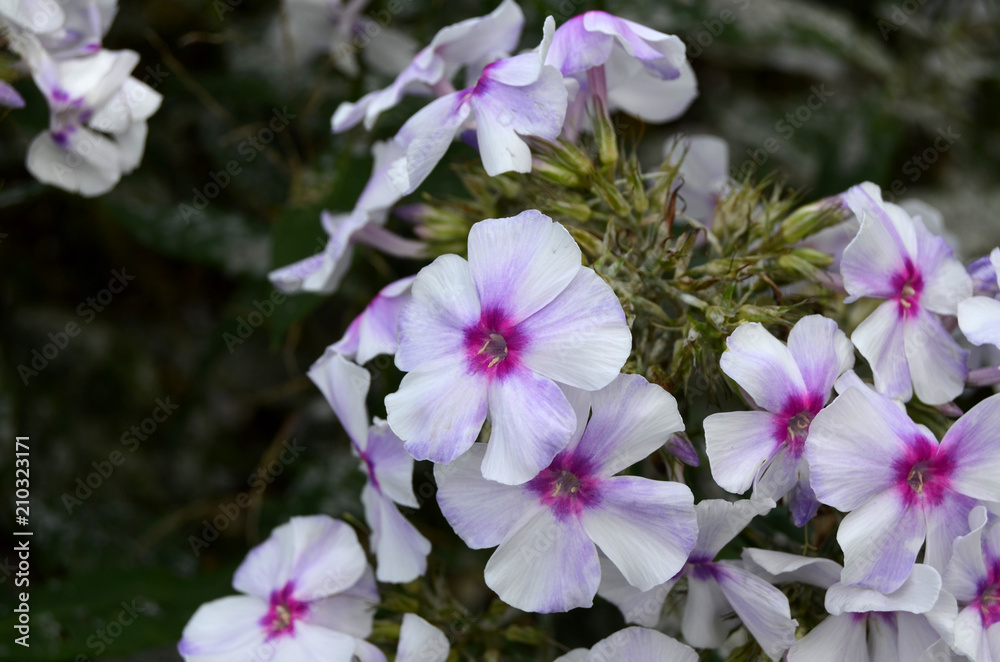Flowers in the garden Flowers in the garden