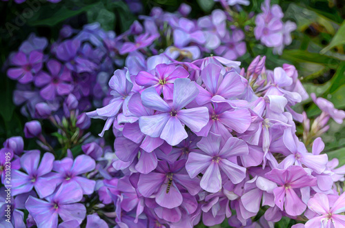 Flowers in the garden