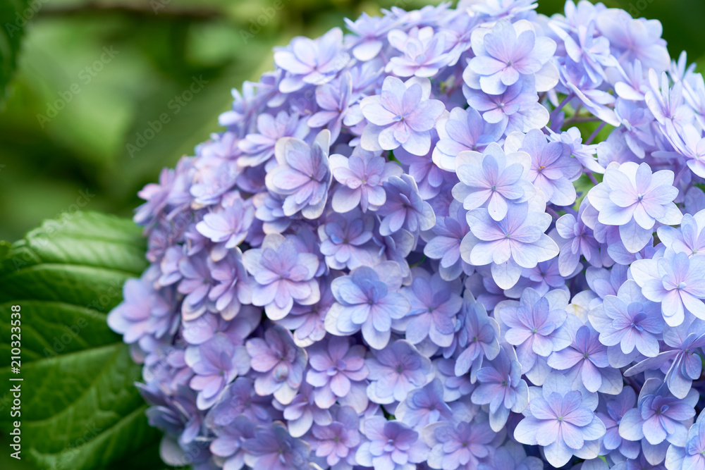 Closeup of green hydrangea (Hydrangea macrophylla) are blooming in spring and summer at a town garden. The Japanese call this 