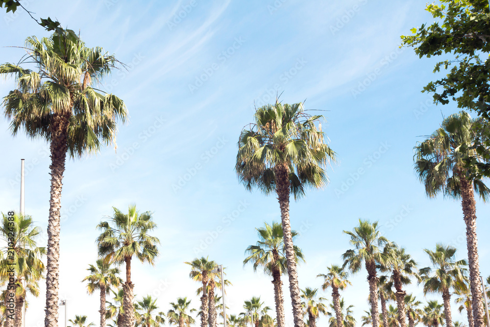 Naklejka premium Beautiful palm trees and sky. Natural tropic background. 