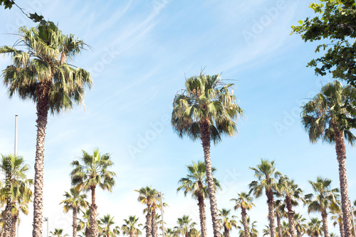 Beautiful palm trees and sky. Natural tropic background. 