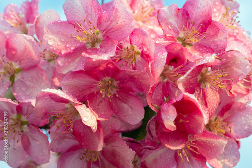 Spring sakura blossom flower twig