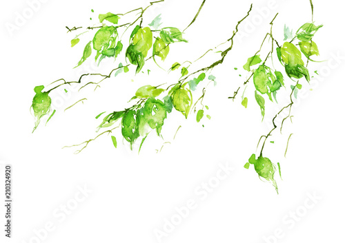 Watercolor drawing, a branch of a birch, an apple-tree, a cherry, a poplar with leaves. Green leaves in the wind. An abstract splash of paint. On white isolated background. Watercolor logo, card.