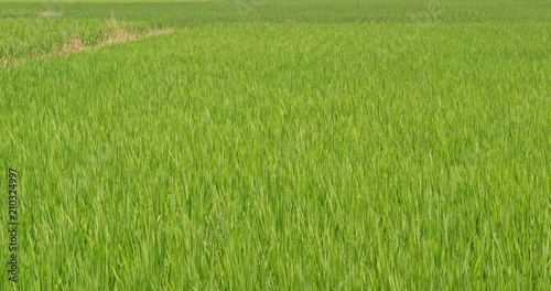 Paddy rice field  photo