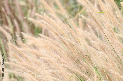 Blurred Grass flowers yellow gold background, Wallpaper Grass hay flowers abstract