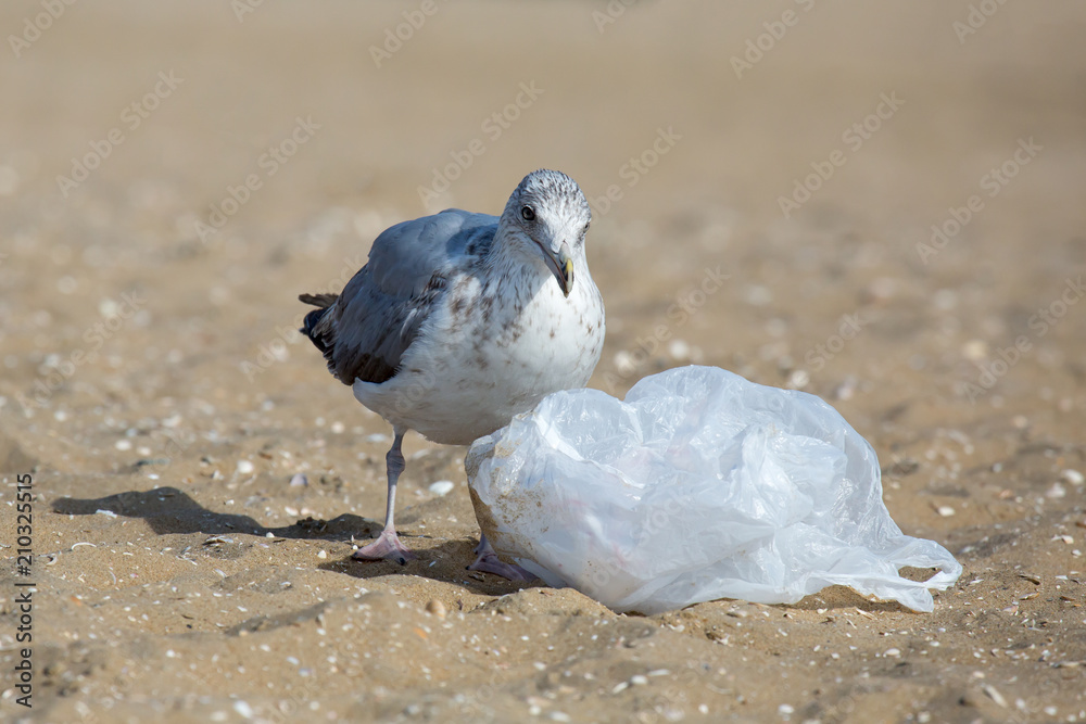 Obraz premium Möwe durchsucht Plastiktüte auf Nahrung (Umweltverschmutzung)
