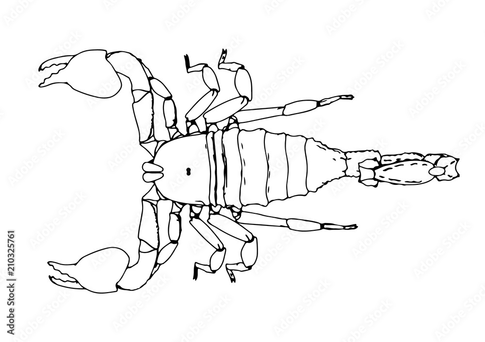 Fototapeta premium scorpion vector outline
