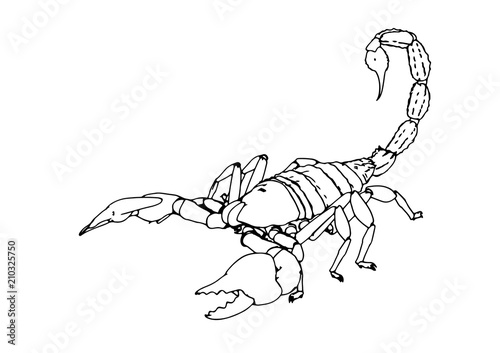 scorpion vector outline
