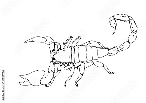 scorpion vector outline