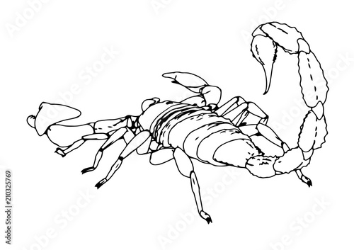 scorpion vector outline