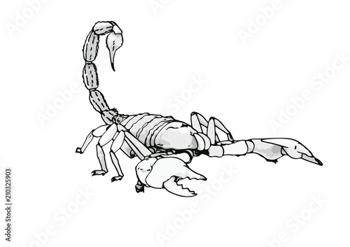 scorpion vector outline