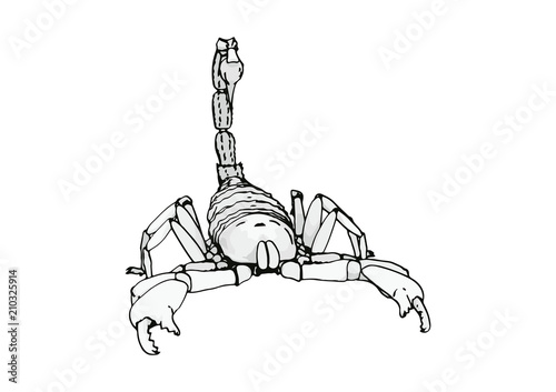 scorpion vector outline
