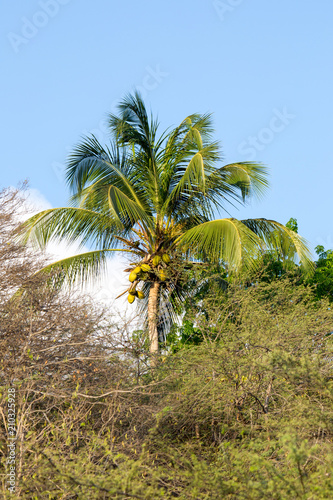 Palme mit Kokosn  ssen