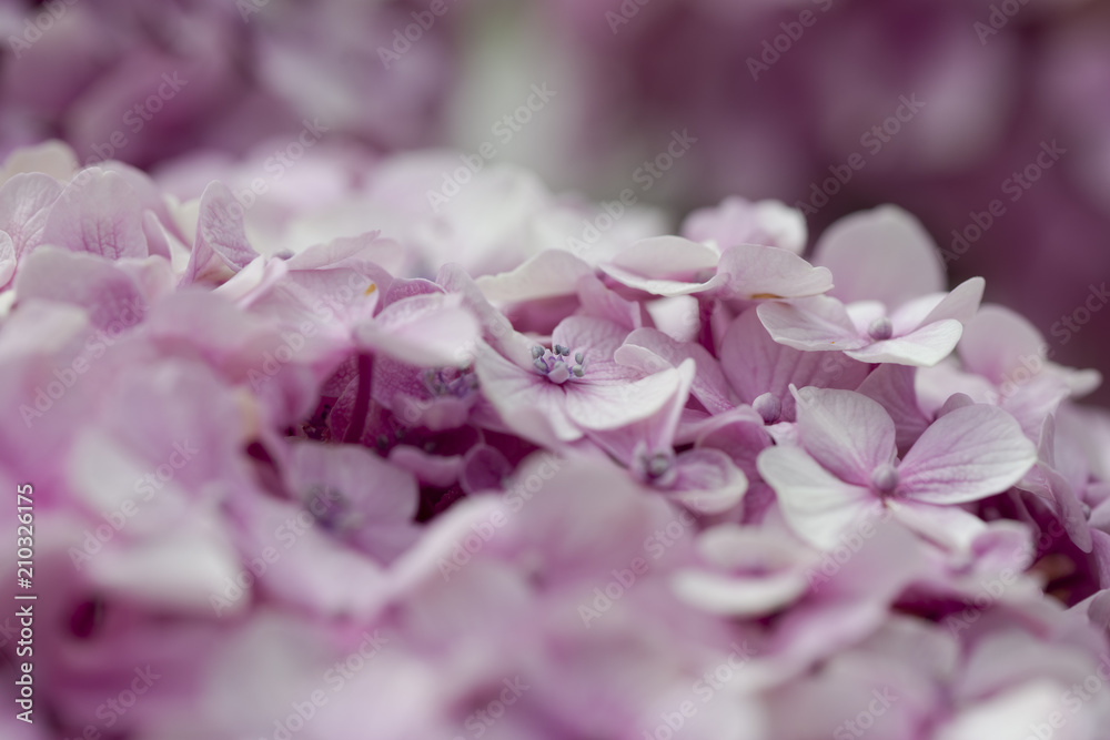 Obraz premium Fleurs d'hortensia