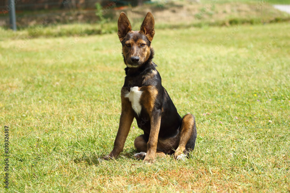 un chien au regard attentif ,espiègle et oreilles droite assis dans l'herbe verte un chien au regard attentif ,espiègle et oreilles droite assis dans l'herbe verte