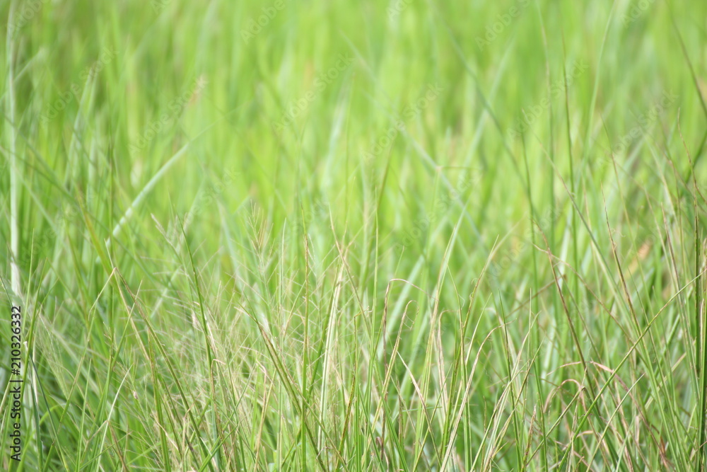 Blurred green grass for background design