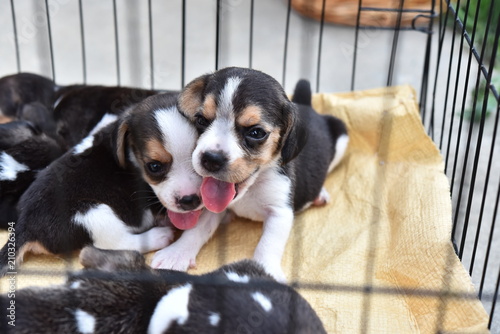 Cute little Beagles in dog cage 