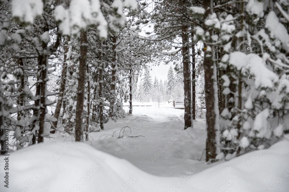 Snow covered path