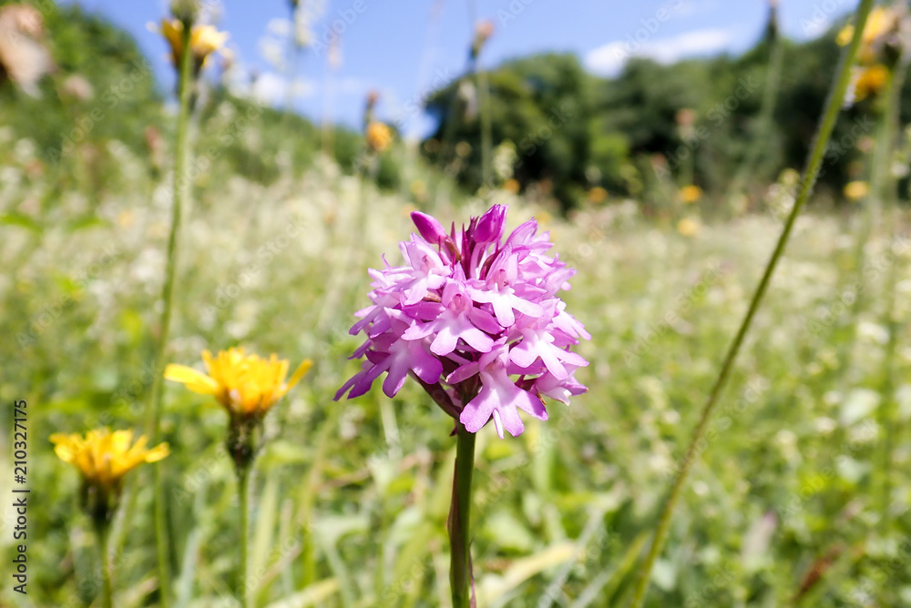 Close-up of pyramidal wild Orchid on Chorleywood Common, Hertfordshire Close-up of pyramidal wild Orchid on Chorleywood Common, Hertfordshire