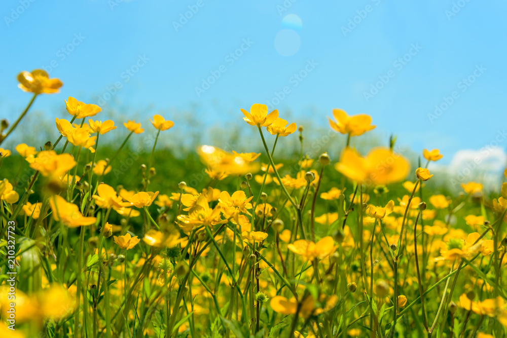 Yellow wildflowers in meadow, close-up. Natural background.