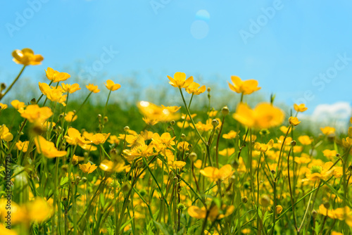 Yellow wildflowers in meadow  close-up. Natural background.