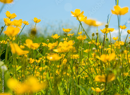 Yellow wildflowers in meadow, close-up. Natural background. © Ruslan Semichev