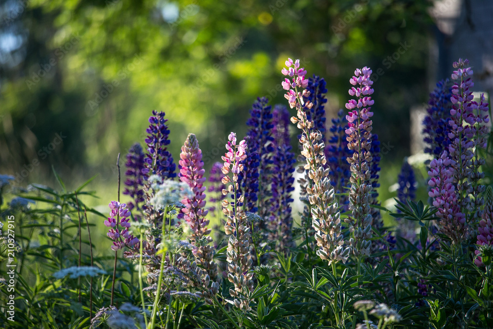 Obraz premium The meadow flowers have been awaiting the summer solstice festival.