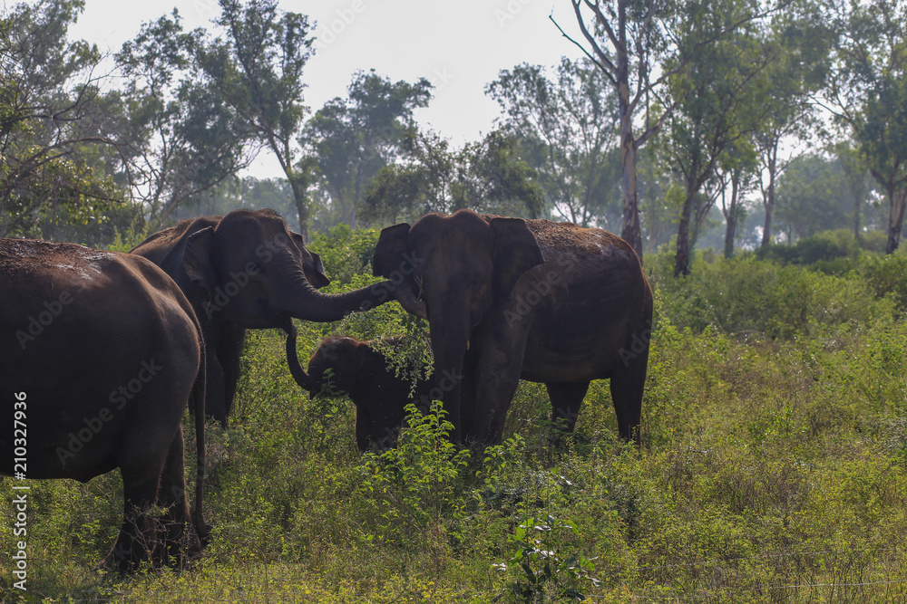 Fototapeta premium Love connection - elephant time