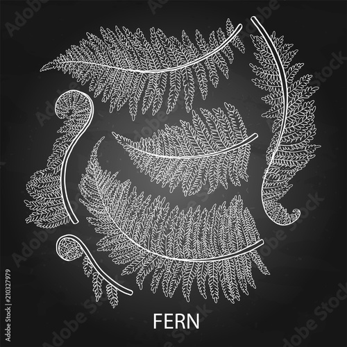 Graphic fern leaves