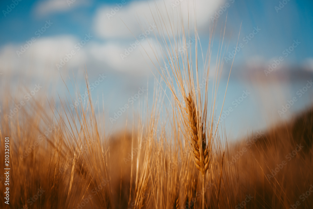 Obraz premium Wheat ear on a field and blue sky with white clouds and trees in background