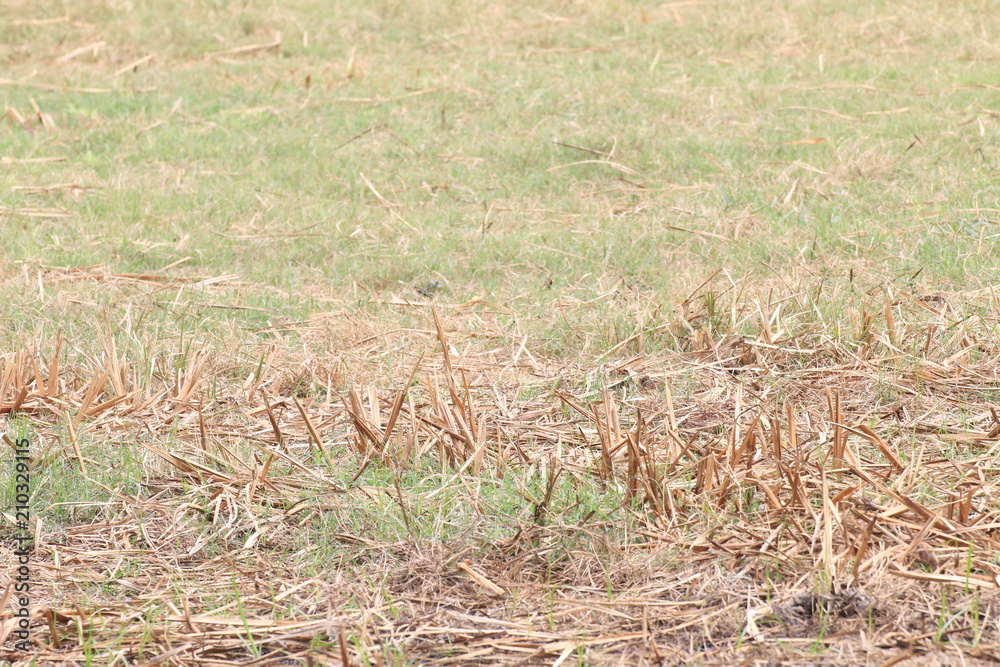 Obraz premium Hay dry, Ground with dry grass background