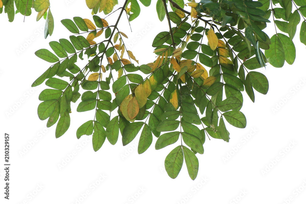 Green leaf Albizia lebbeck (Leguminosae) Isolated on white background, Leaves, fresh and dried leaves are hang from the top of the image, Green leaf nature forest Green leaf Albizia lebbeck (Leguminosae) Isolated on white background, Leaves, fresh and dried leaves are hang from the top of the image, Green leaf nature forest