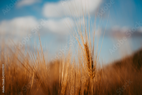 Wheat ear on a field and blue sky with white clouds and trees in background