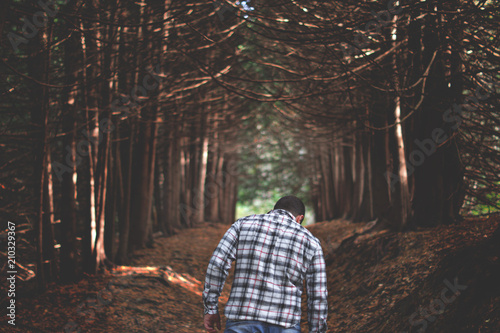 Fototapet walk in the forest