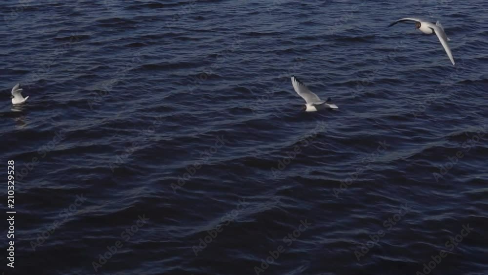 Waterfowl on the lake in the city, slow motion Waterfowl on the lake in the city, slow motion