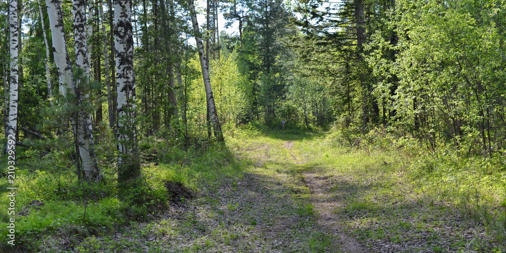 Fototapeta premium Path in the forest