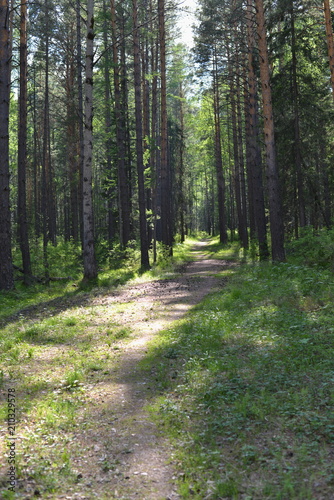 Path in the forest © Андрей Моргунов