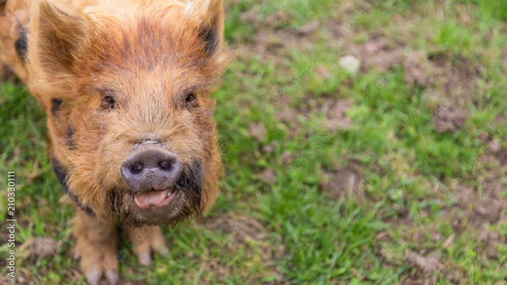 Close-up of a organic brown pig licking his snout Close-up of a organic brown pig licking his snout