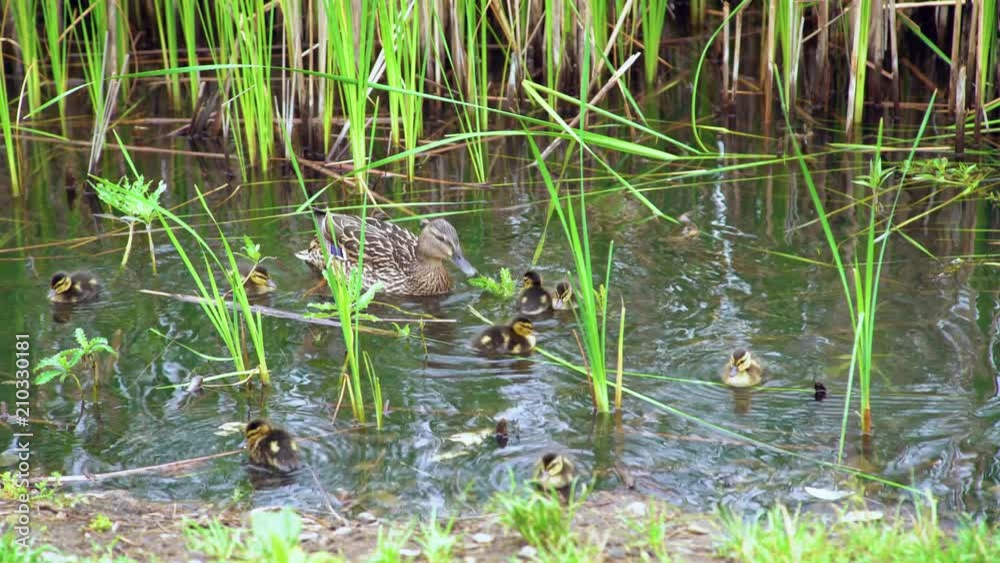 Wild duck family (Anas platyrhynchos) on the lake Wild duck family (Anas platyrhynchos) on the lake