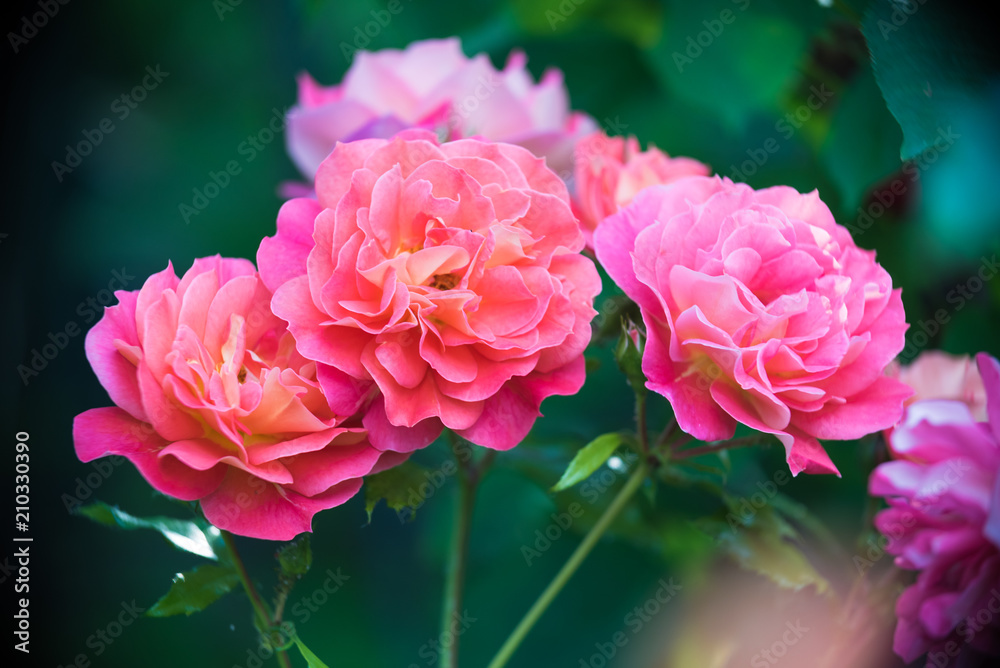 Obraz premium Pink roses 2